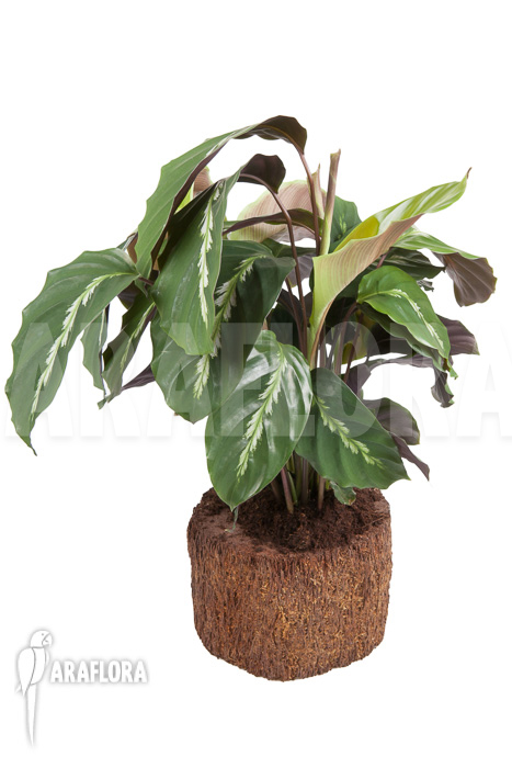 Calathea ‘Maui Queen’