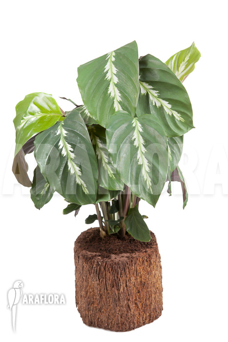 Calathea ‘Maui Queen’