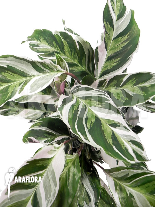 Calathea ‘White Fusion’