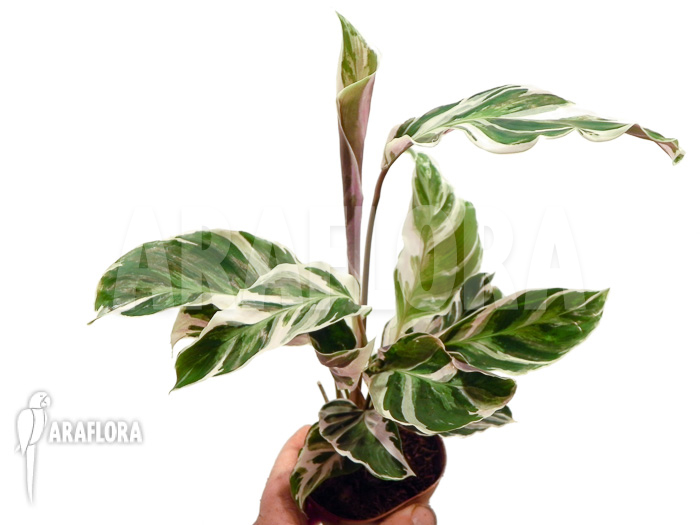 Calathea ‘White Fusion’ starter