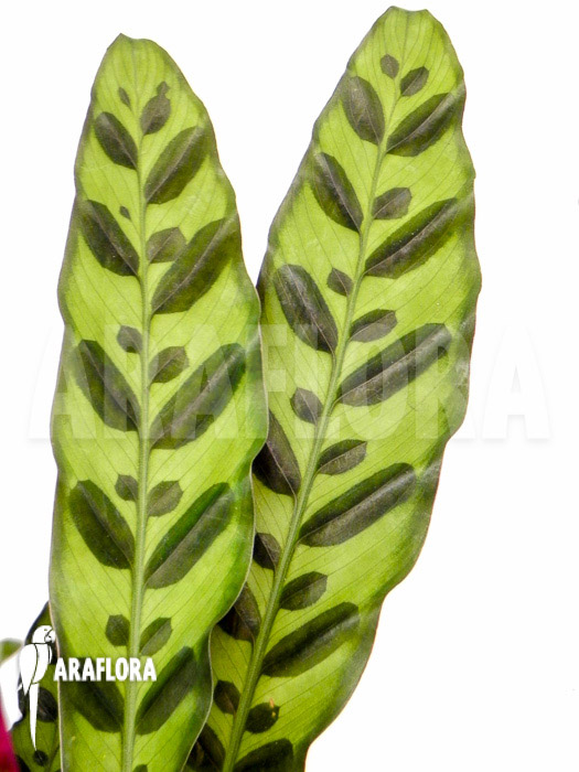 Calathea lancifolia ‘Starter’