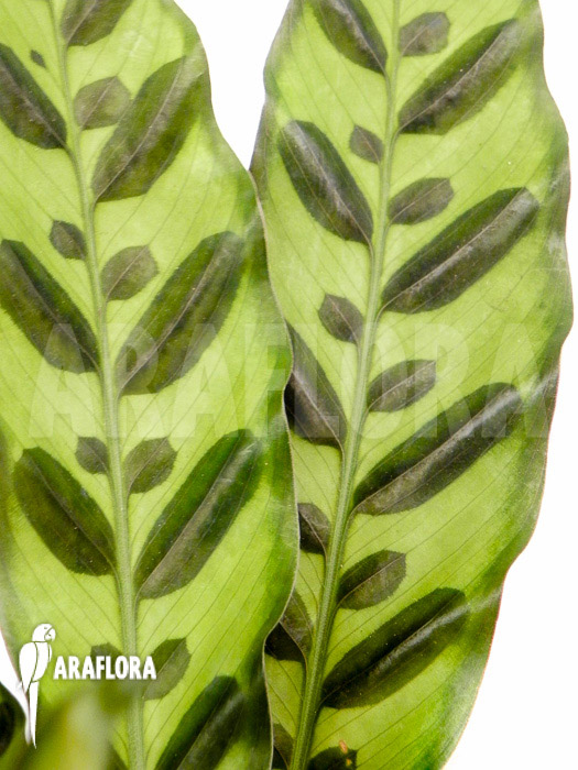 Calathea lancifolia ‘Starter’ leaf