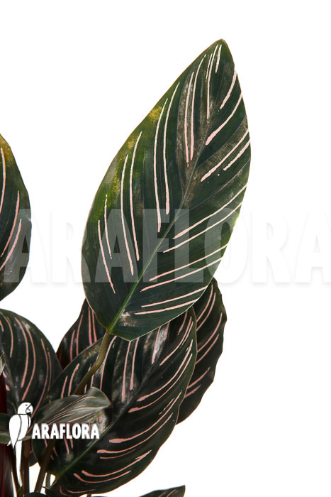 Calathea ornata ‘Sanderiana’