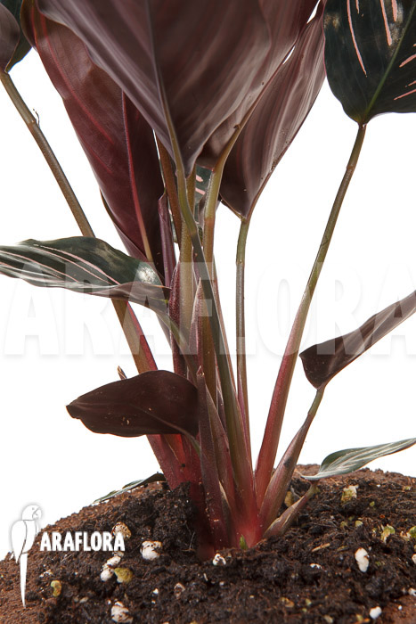 Calathea ornata ‘Sanderiana’