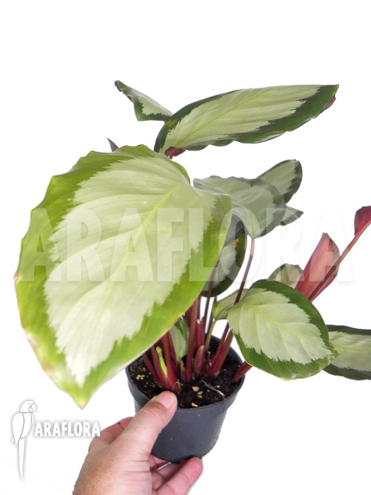 Calathea picturata ‘2-kleurig’
