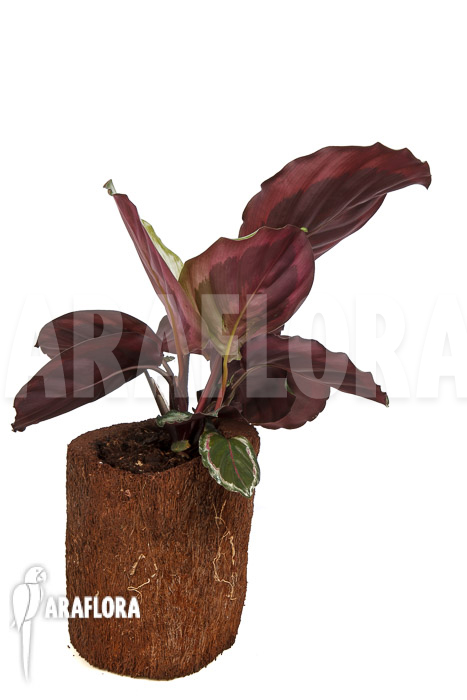 Calathea roseopicta ‘Marion’