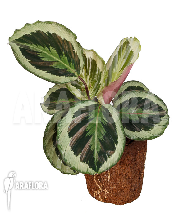 Calathea roseopicta ‘Marion’