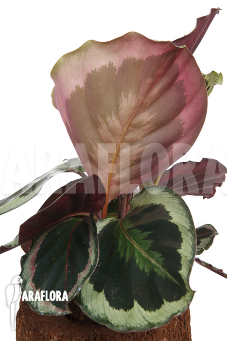 Calathea roseopicta ‘Marion’