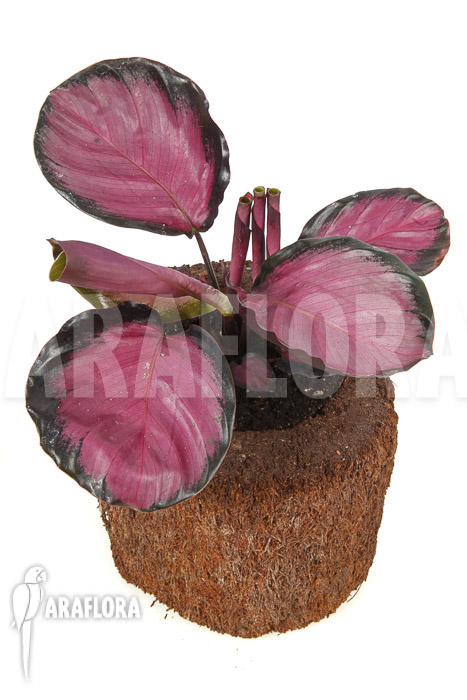 Calathea roseopicta ‘Rose’