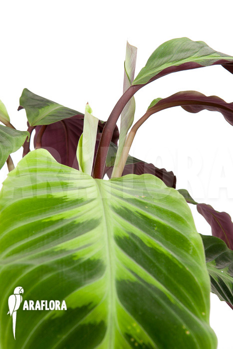 Calathea warscewiczii