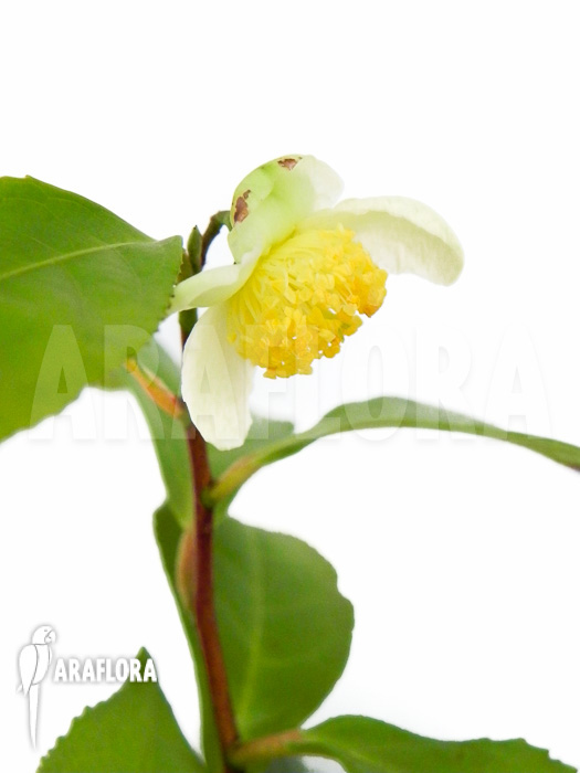 Camellia sinensis flower