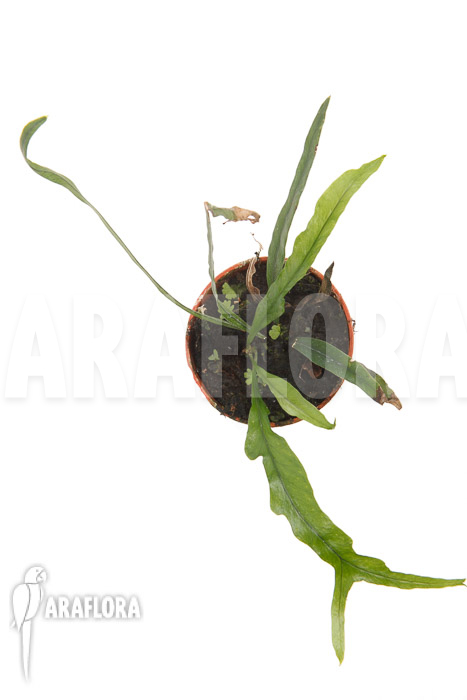 Campyloneurum angustifolium ‘starter’