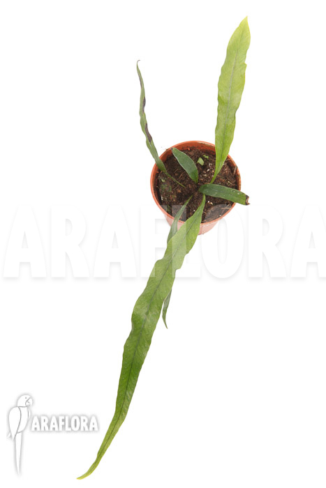 Campyloneurum angustifolium ‘starter’