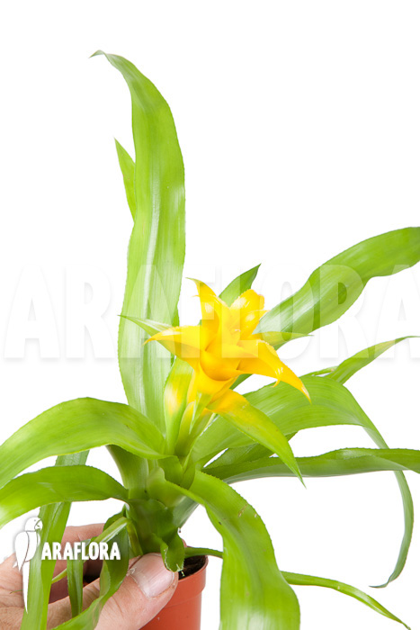 Canistropsis-billbergioides-cv-citron-4