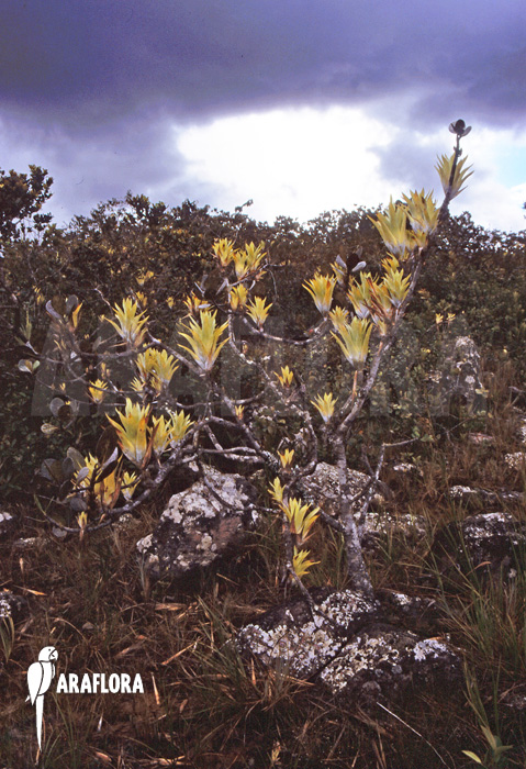 Catopsis berteroniana