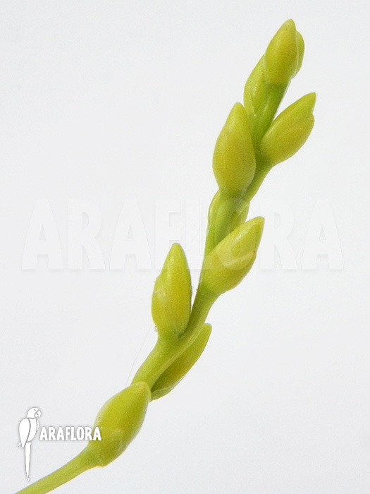 Catopsis-berteroniana_Flower_-1