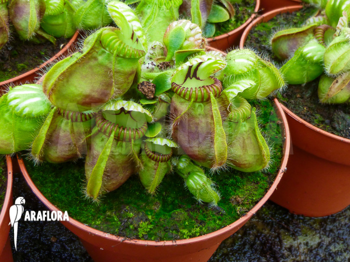 Cephalotus follicularis ‘XL’