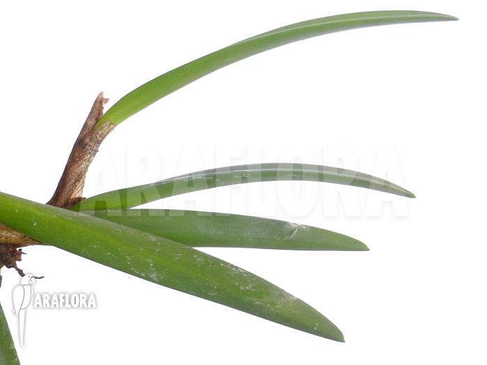 Ceratostylis retisquama ‘Rubra’