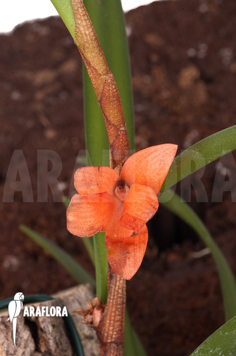 Ceratostylis retisquama ‘mounted’