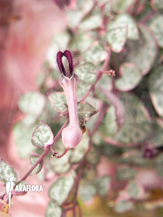 Ceropegia linearis subs woodii variegata Flower