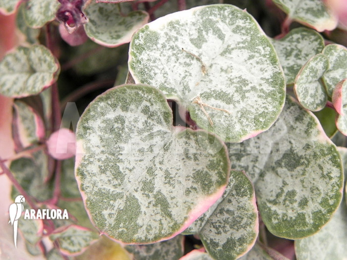 Ceropegia linearis subs woodii variegata