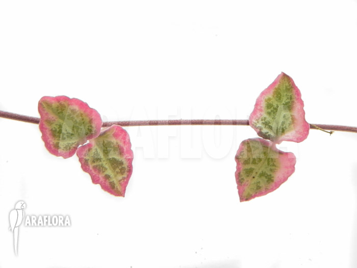 Ceropegia linearis subs woodii variegata