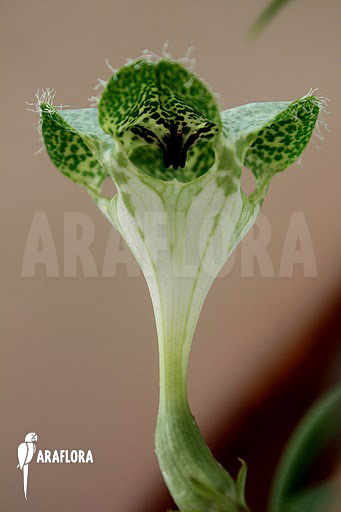 Ceropegia sandersonii