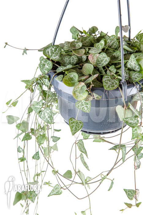 Ceropegia woodii ‘New Heart’