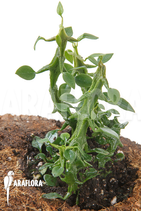 Ceropegia woodii ssp Simoneae