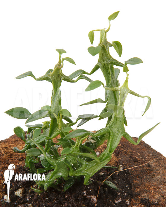 Ceropegia woodii ssp Simoneae