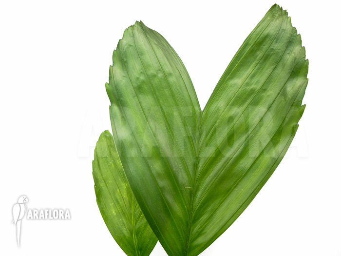 Chamaedorea-metallica-3