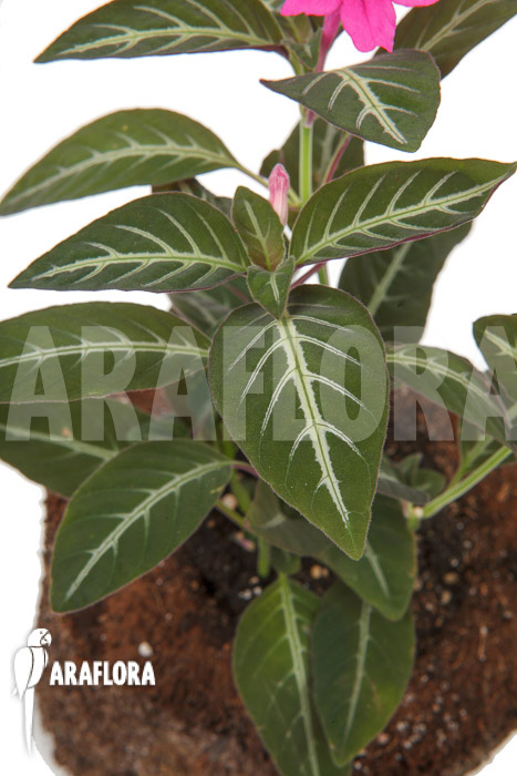 Chamaeranthemum sp Pink