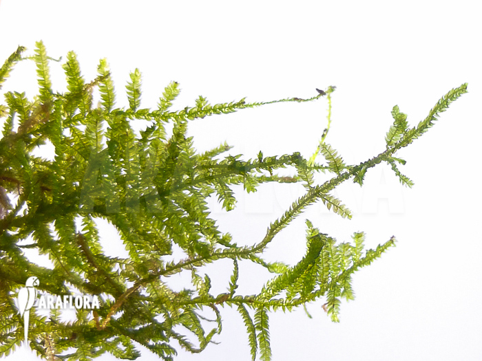 Vesicularia montagnei ‘Christmas moss’