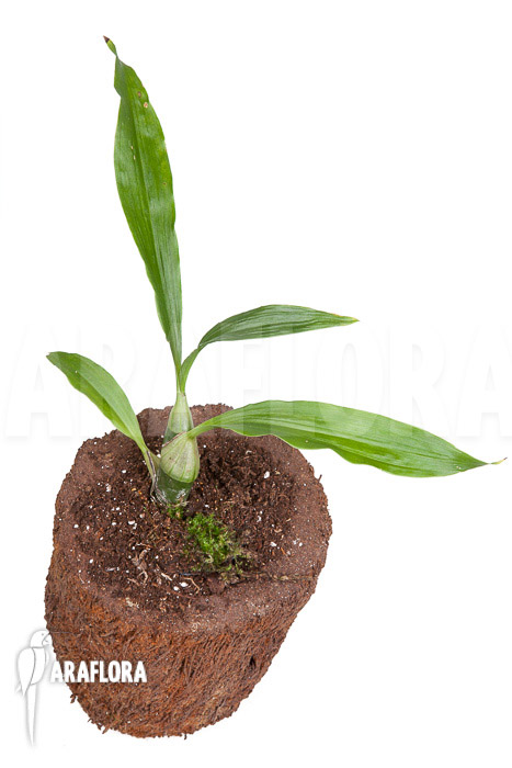 Chysis tricostata ‘starter’