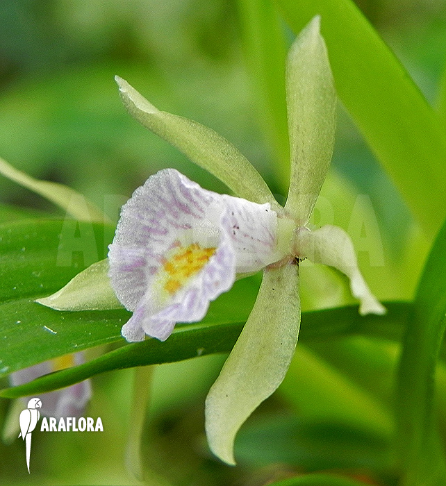 Cischweinfia dasyandra