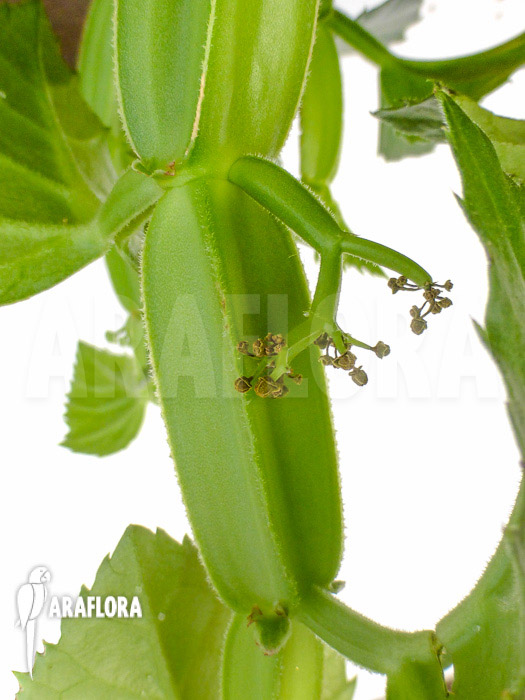Cissus quadrangularis ‘Starter’