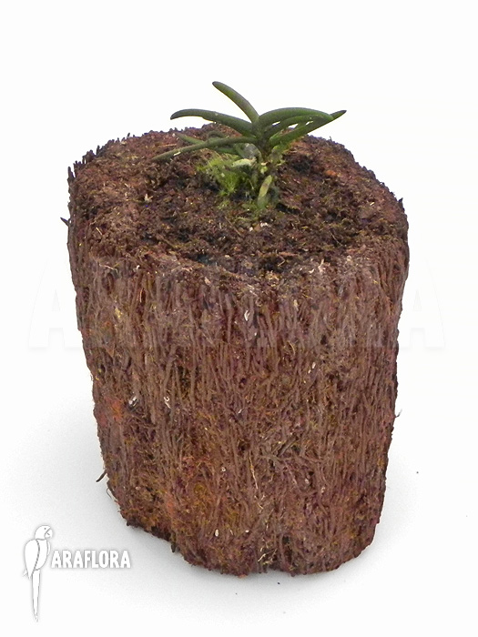 Cleisostoma arietinum