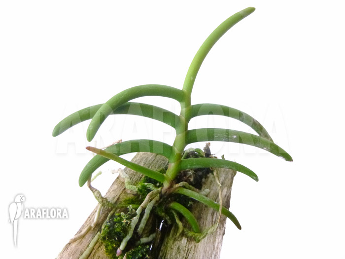 Cleisostoma arietinum