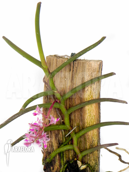 Cleisostoma-arietinum-5