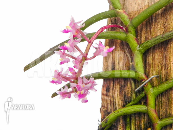 Cleisostoma arietinum