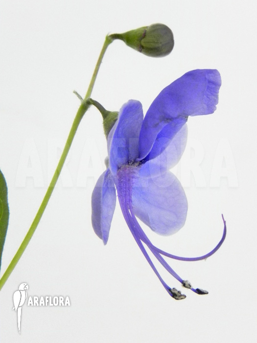 Clerodendrum ugandense
