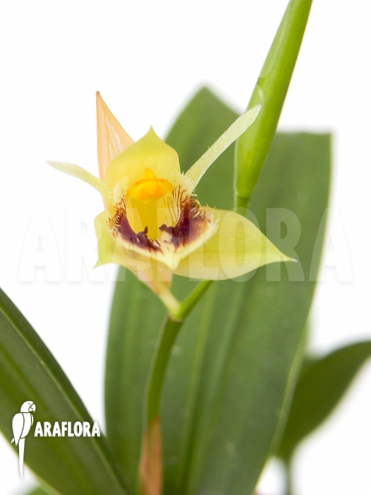 Coelogyne fimbriata flower