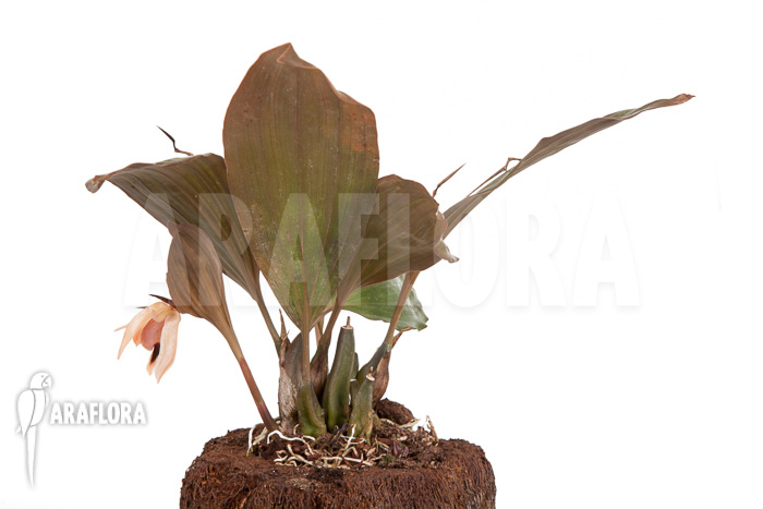 Coelogyne usitana x salmonicolor