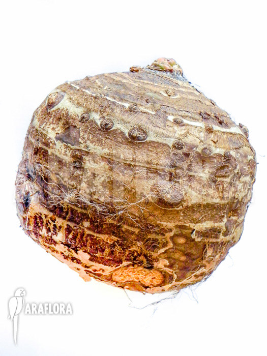 Colocasia esculenta root