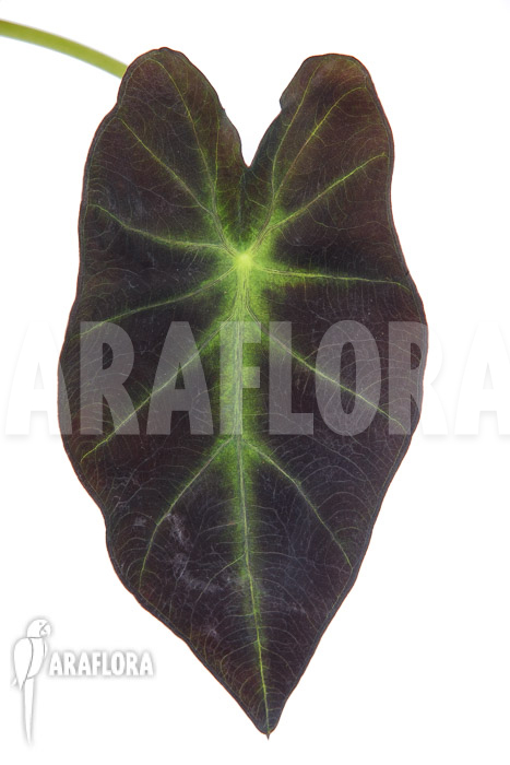 Colocasia x ‘Black Magic’ starter