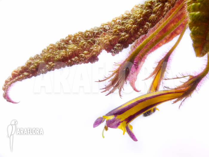 Columnea purpureovittata