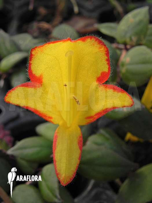 Columnea x ‘Carnival’