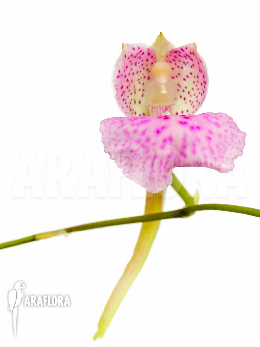 Comparettia macroplectron