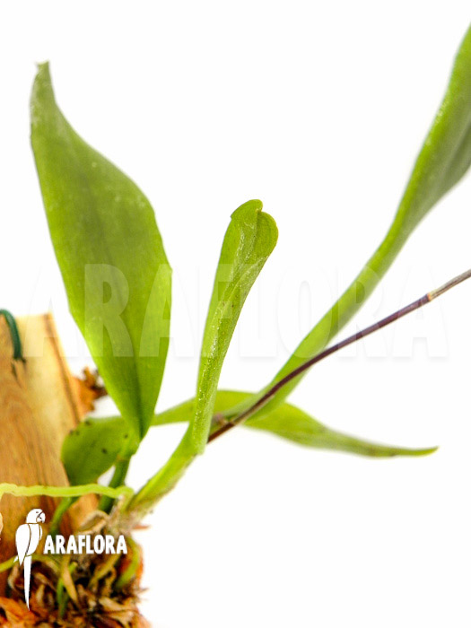 Comparettia macroplectron