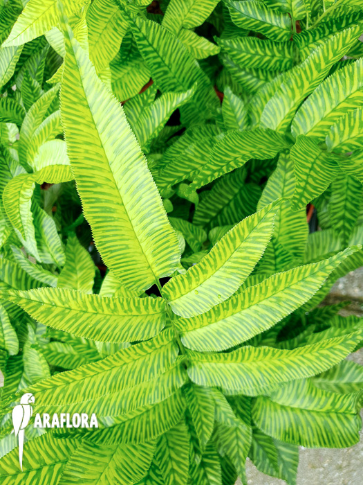 Coniogramme emeiensis